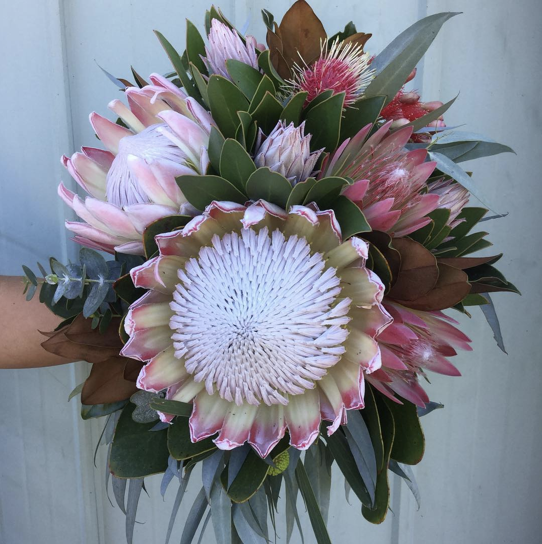 king protea, bridal, bouquet, season, guide, wedding, planning, bride, floral, flowers, seasonal, nz, auckland